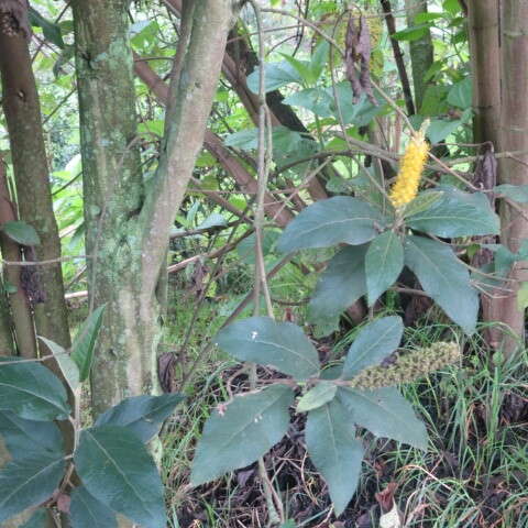 Image of Abatia parviflora Ruiz & Pav.