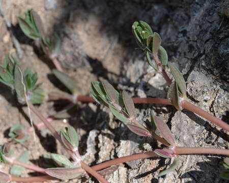 Image of Portulaca quadrifida L.