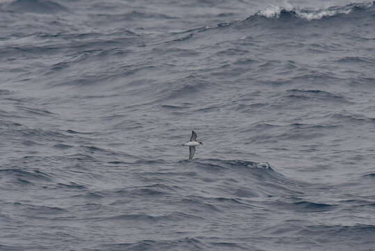 Image of Subantarctic Shearwater