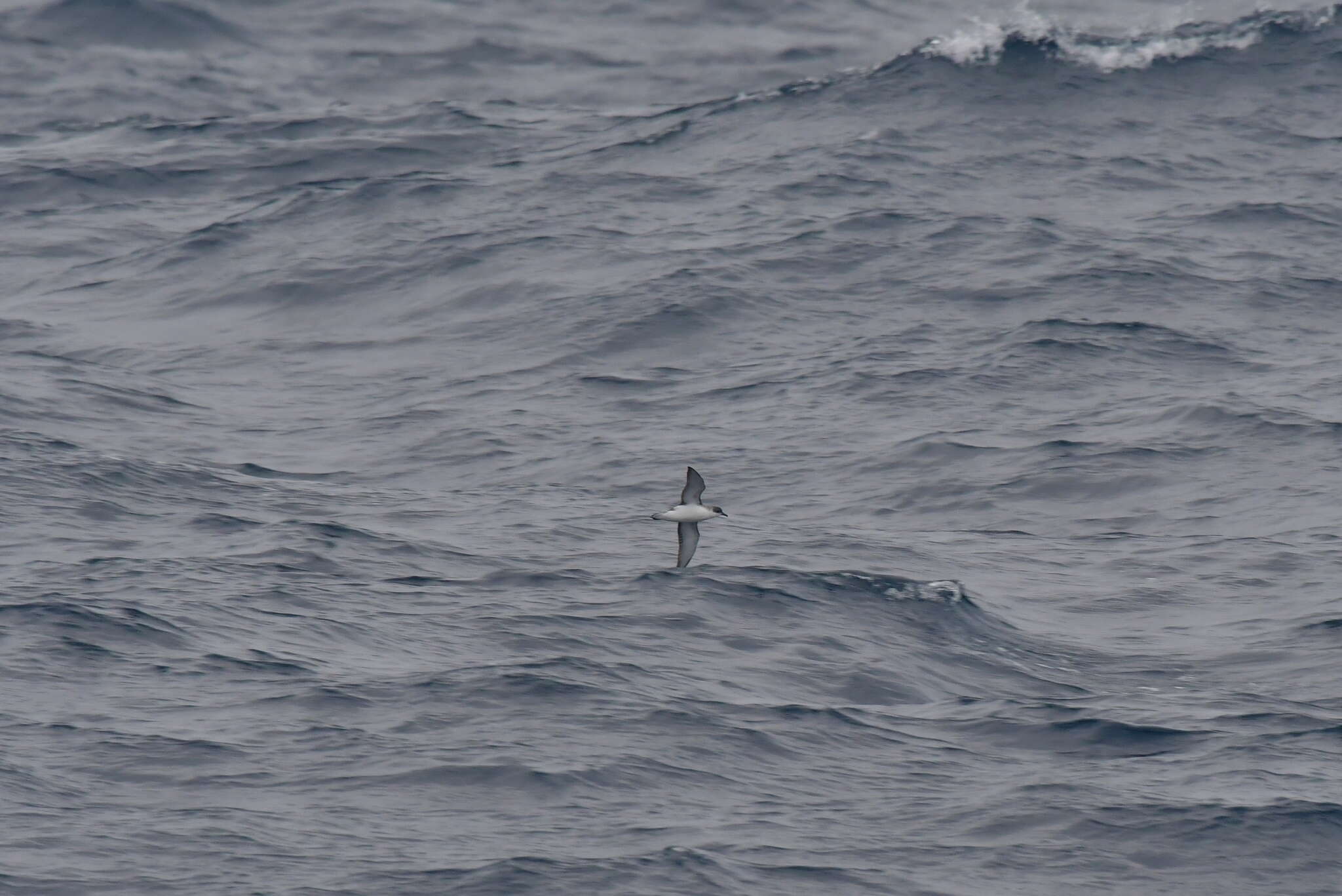 Image of Subantarctic Shearwater