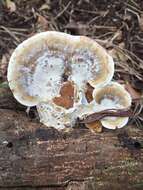 Image de Trametes strumosa (Fr.) Zmitr., Wasser & Ezhov 2012