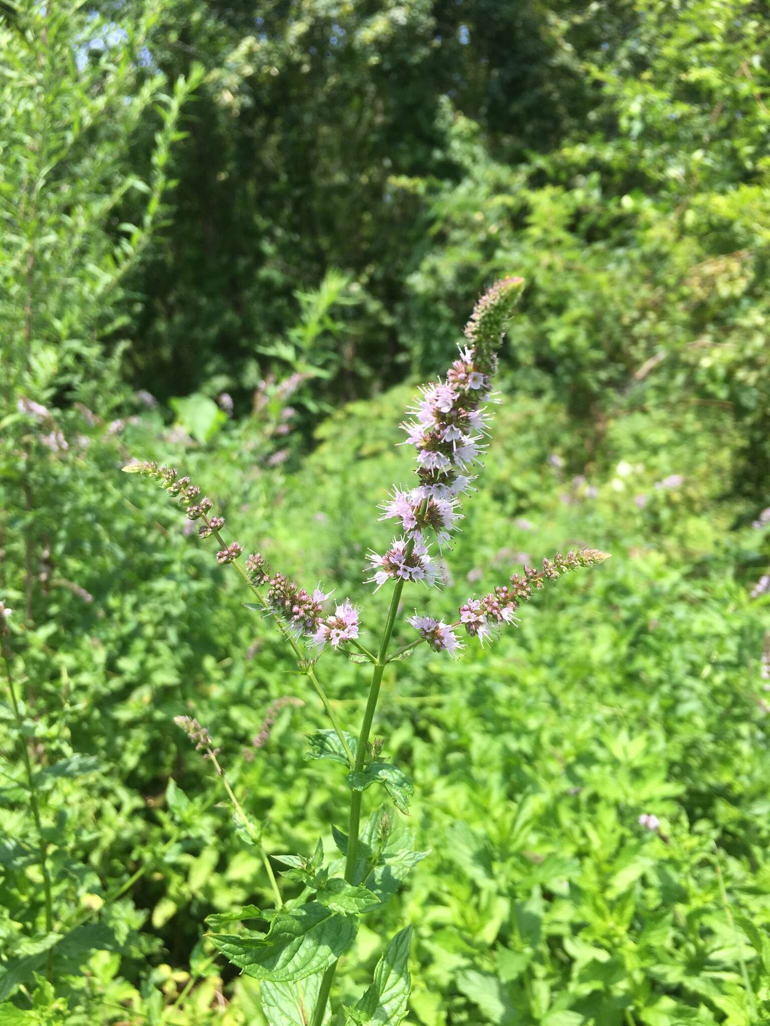 Image of Garden mint