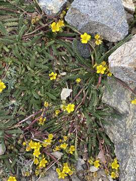 Image de Ivesia lycopodioides var. scandularis (Rydb.) Ertter & Reveal