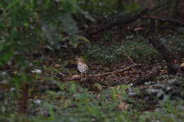 Image of Spotted Ground Thrush