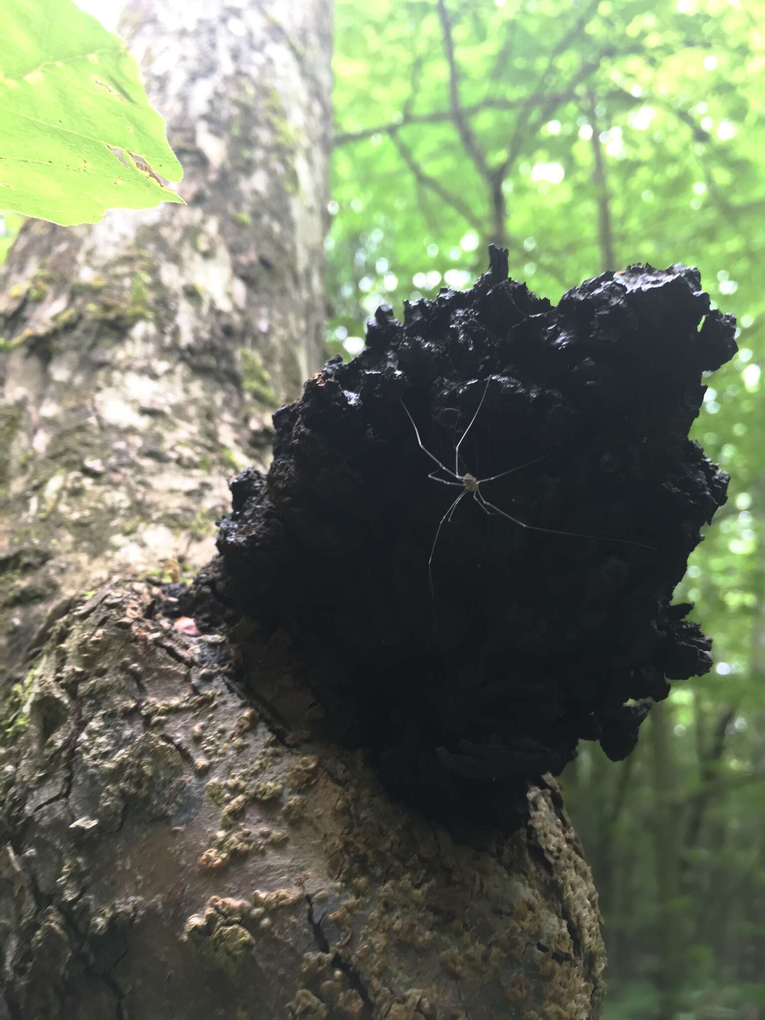 Image of Chaga