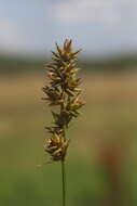 Image of Spiked Sedge
