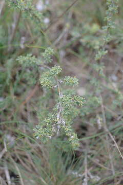 Image of Caragana scythica (Kom.) Pojark.