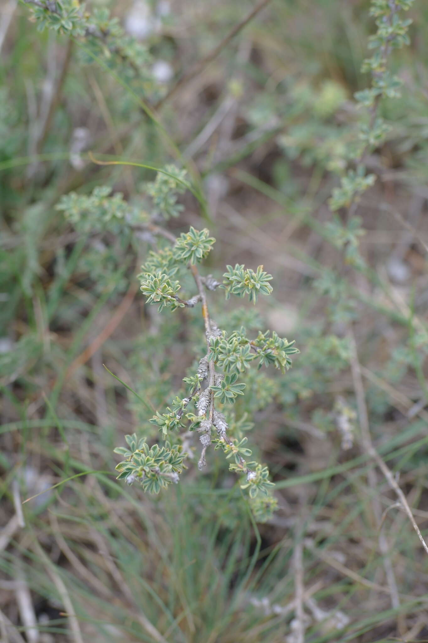 Image of Caragana scythica (Kom.) Pojark.