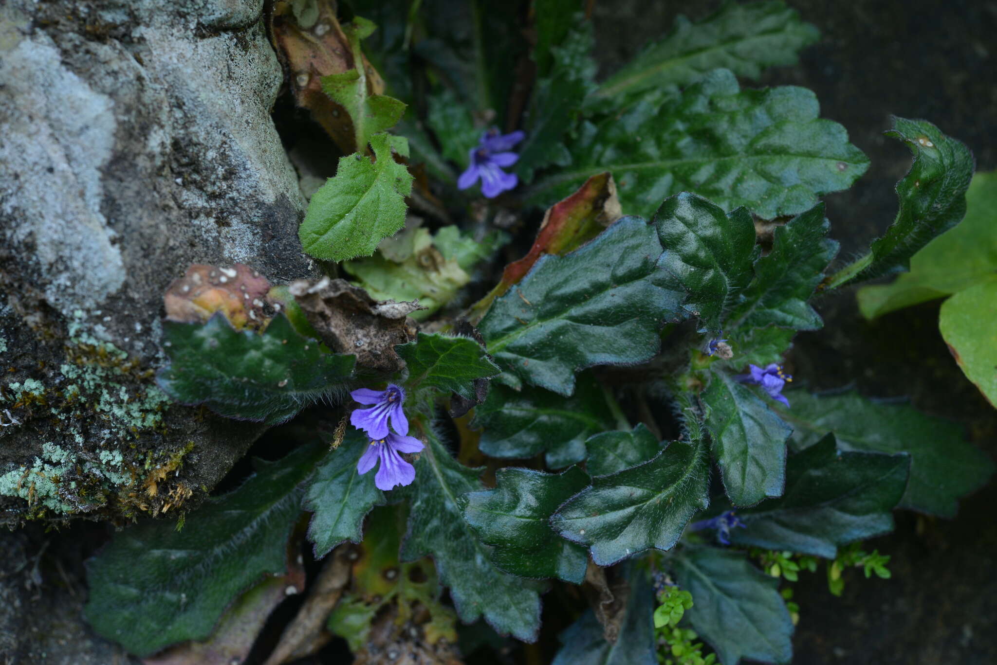 Image of Ajuga decumbens Thunb.