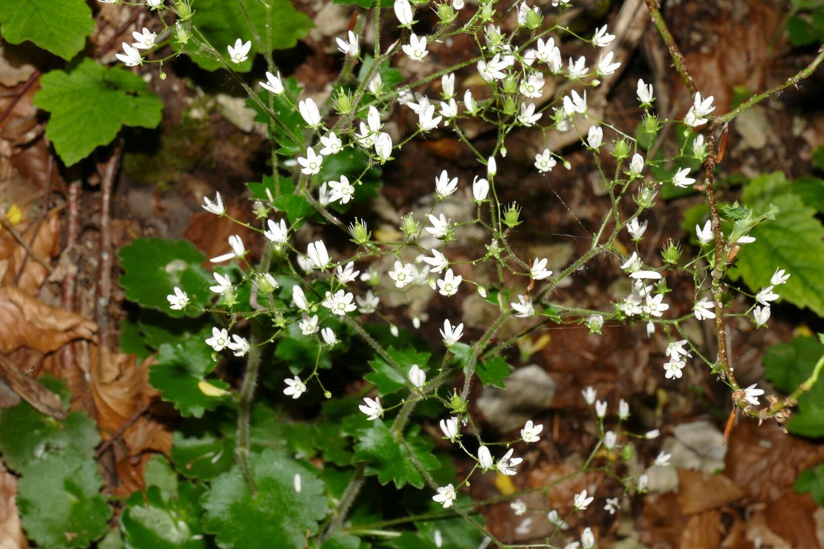 Image of Saxifraga rotundifolia subsp. rotundifolia