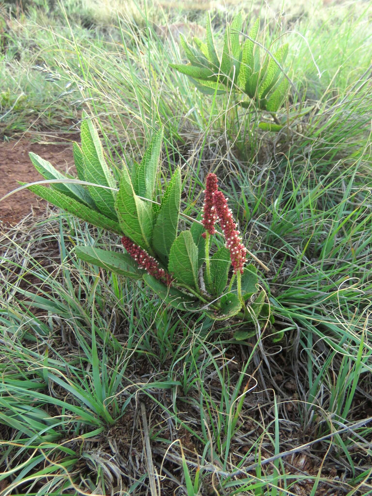 Image of Acalypha punctata Meisn. ex C. Krauss