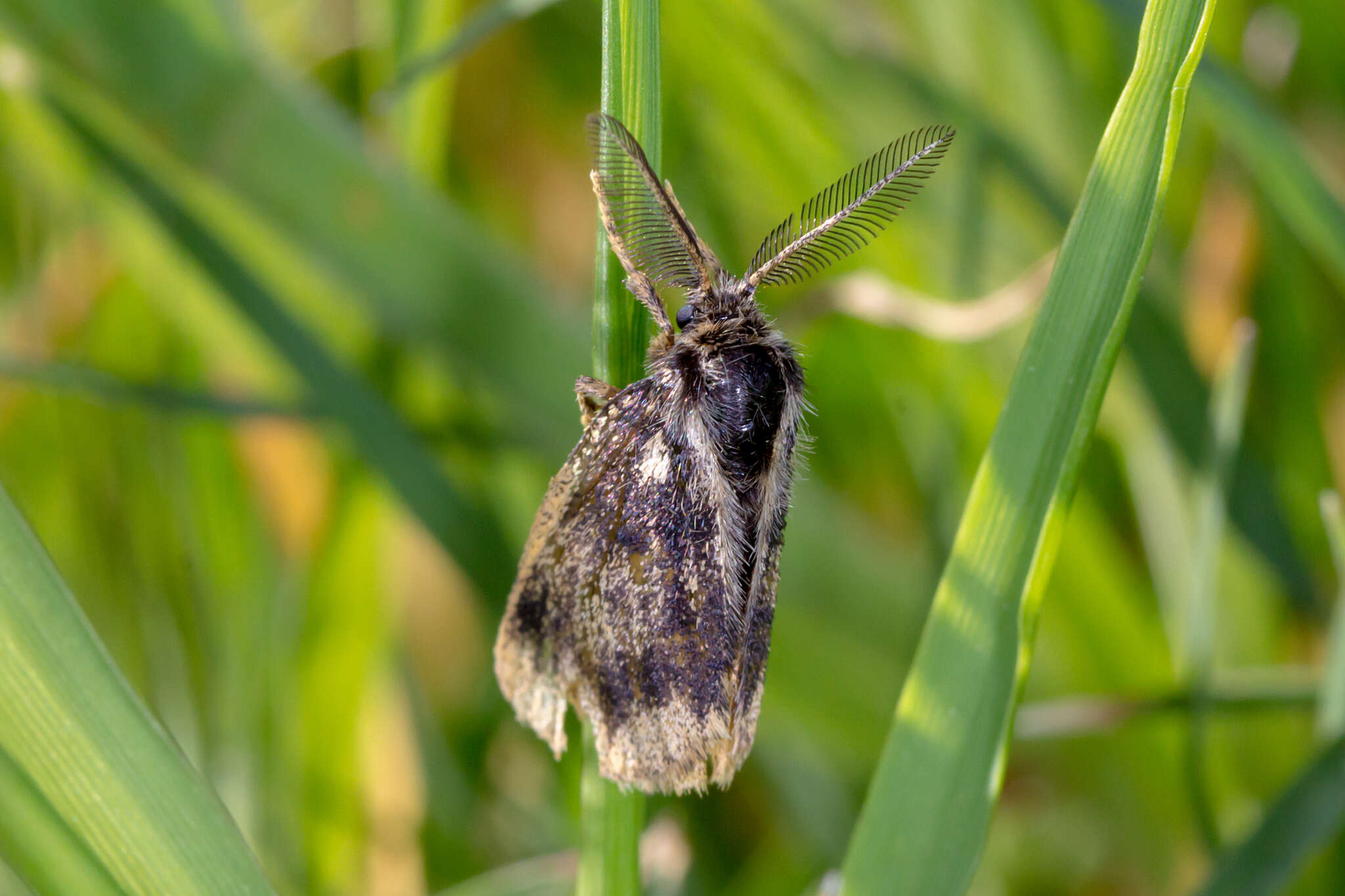 Plancia ëd <i>Euproctis semifusca</i>