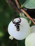 Image of Rhagoletis zephyria Snow 1894