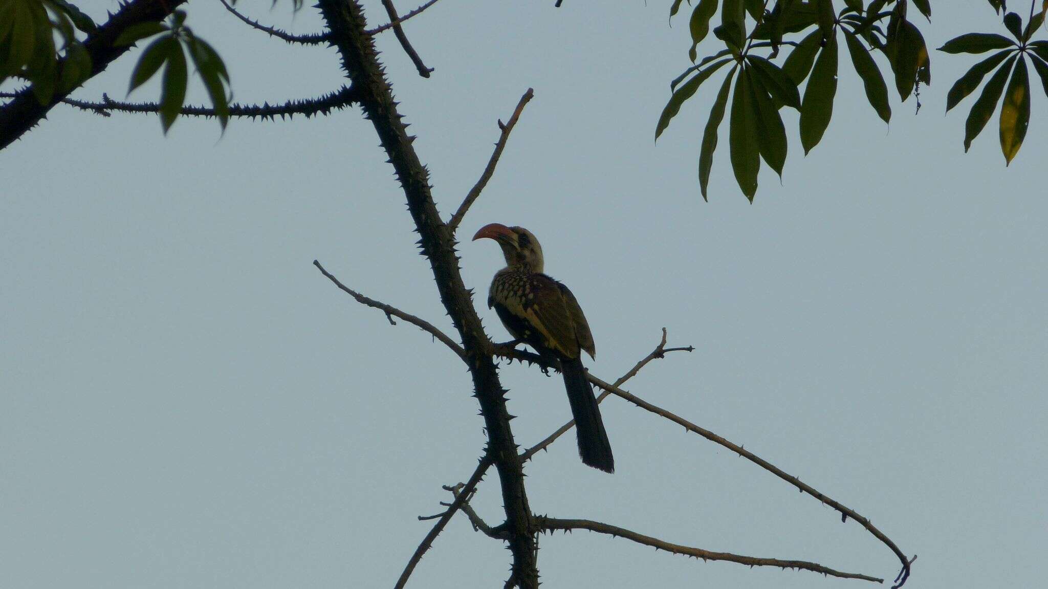 Image of Western Red-billed Hornbill