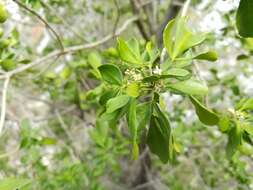 Sivun Helietta parvifolia (Gray ex Hemsl.) Benth. kuva