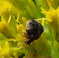 Image of Redbud Bruchid