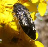 Image of Acmaeodera connexa Le Conte 1859