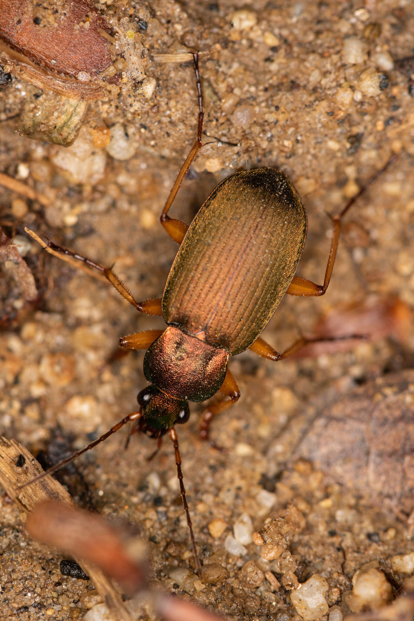 Image of Chlaenius (Chlaenius) pallipes (Gebler 1823)