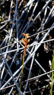 Image of Green midge orchid