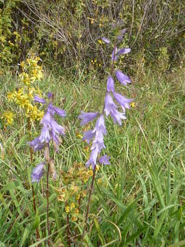 Image of European bellflower