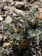 Image of Thompson's beardtongue