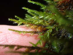 Image of Cryphaea tenella Hornschuch ex C. Müller 1844