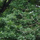 Image of hybrid oak