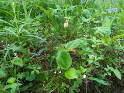 Image of Spotted lady slipper