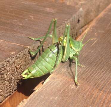 Image of large saw-tailed bush-cricket