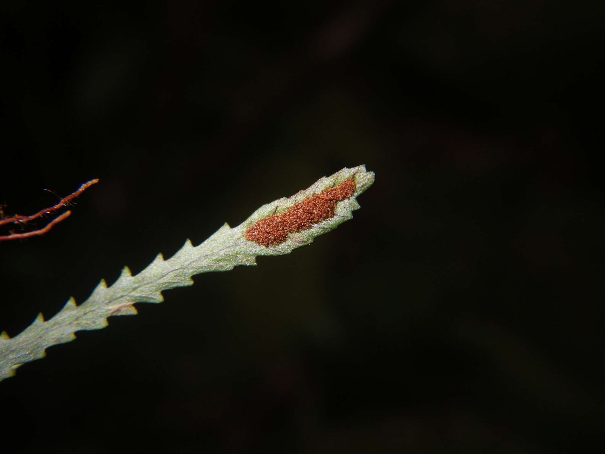 Image of toothed snailfern