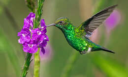 Image of Red-billed Emerald