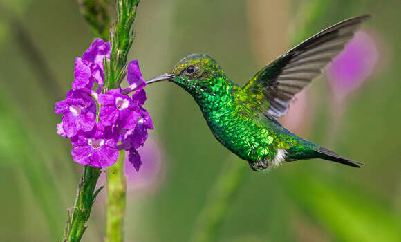 Image of Red-billed Emerald