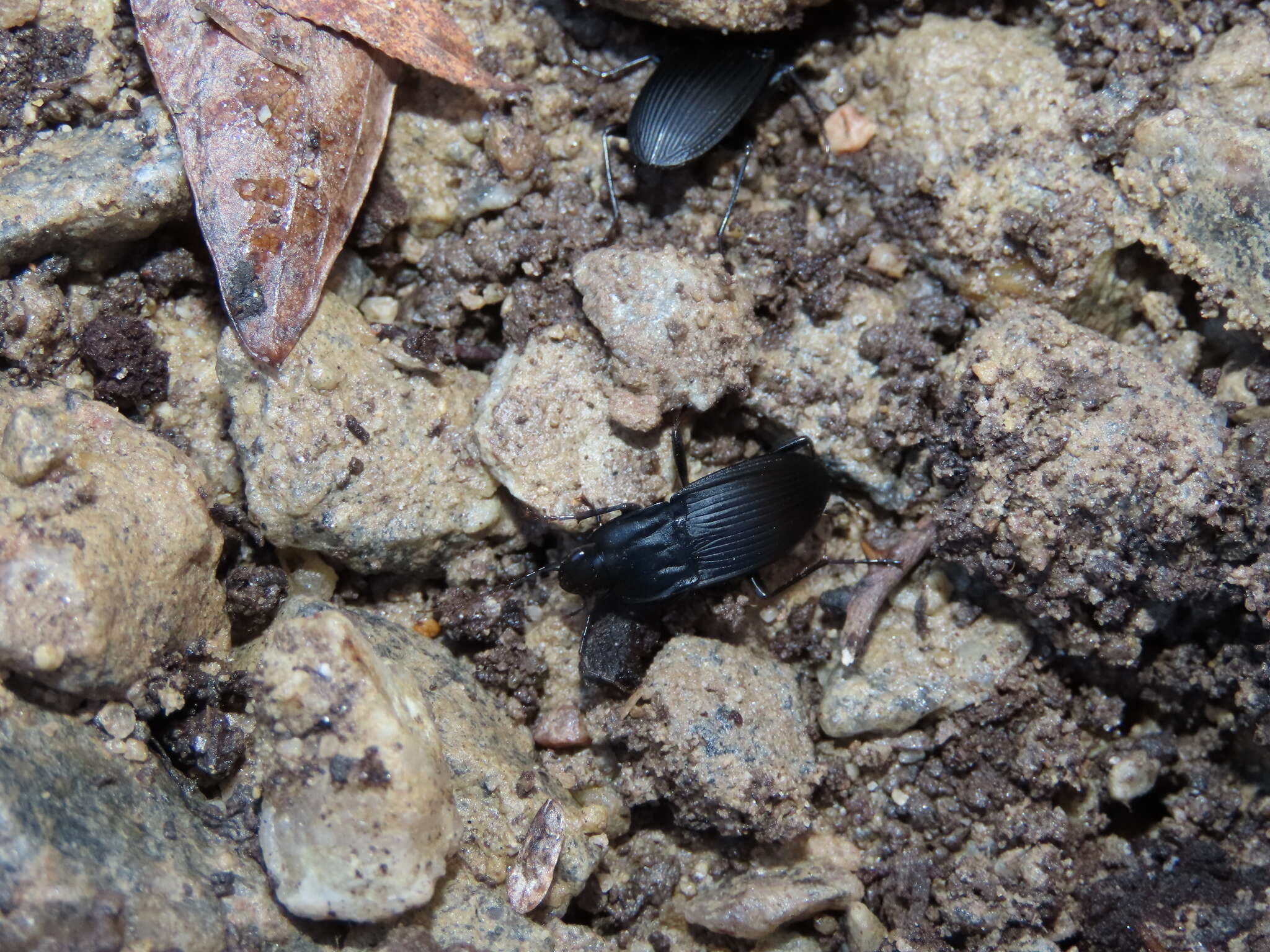 Image de Dicaelus (Paradicaelus) elongatus Bonelli 1813