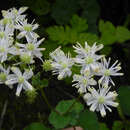 Image of Thalictrum dalzellii Hook.