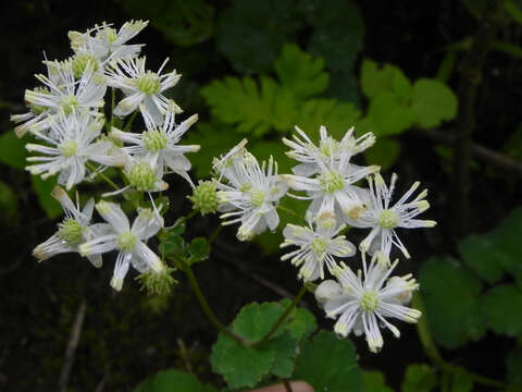 Image of Thalictrum dalzellii Hook.