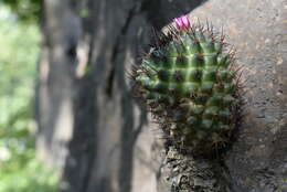 Imagem de Mammillaria polythele Mart.