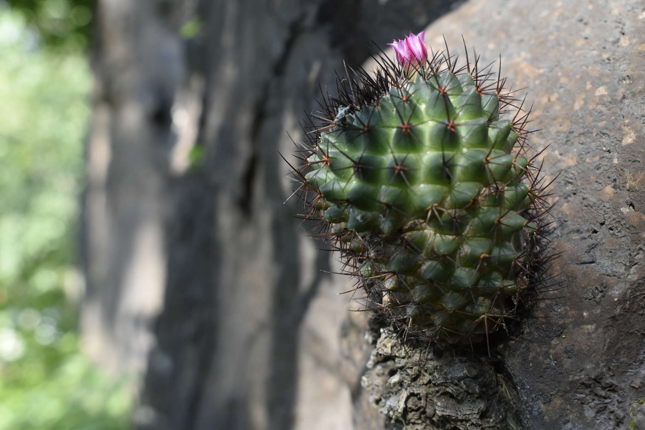 Imagem de Mammillaria polythele Mart.