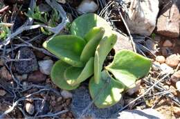 Image of Tylecodon atropurpureus P. Bruyns