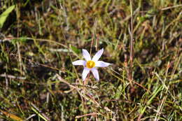 Romulea tabularis Eckl. ex Bég.的圖片