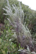 Artemisia filifolia Torr. resmi