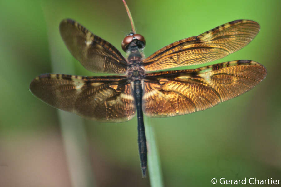 Слика од Rhyothemis obsolescens Kirby 1889