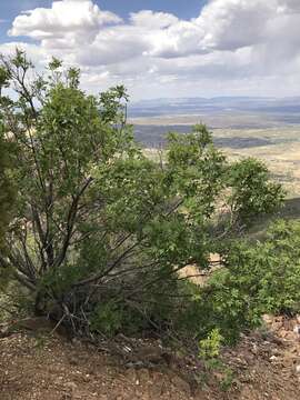 Image of Chihuahuan ash