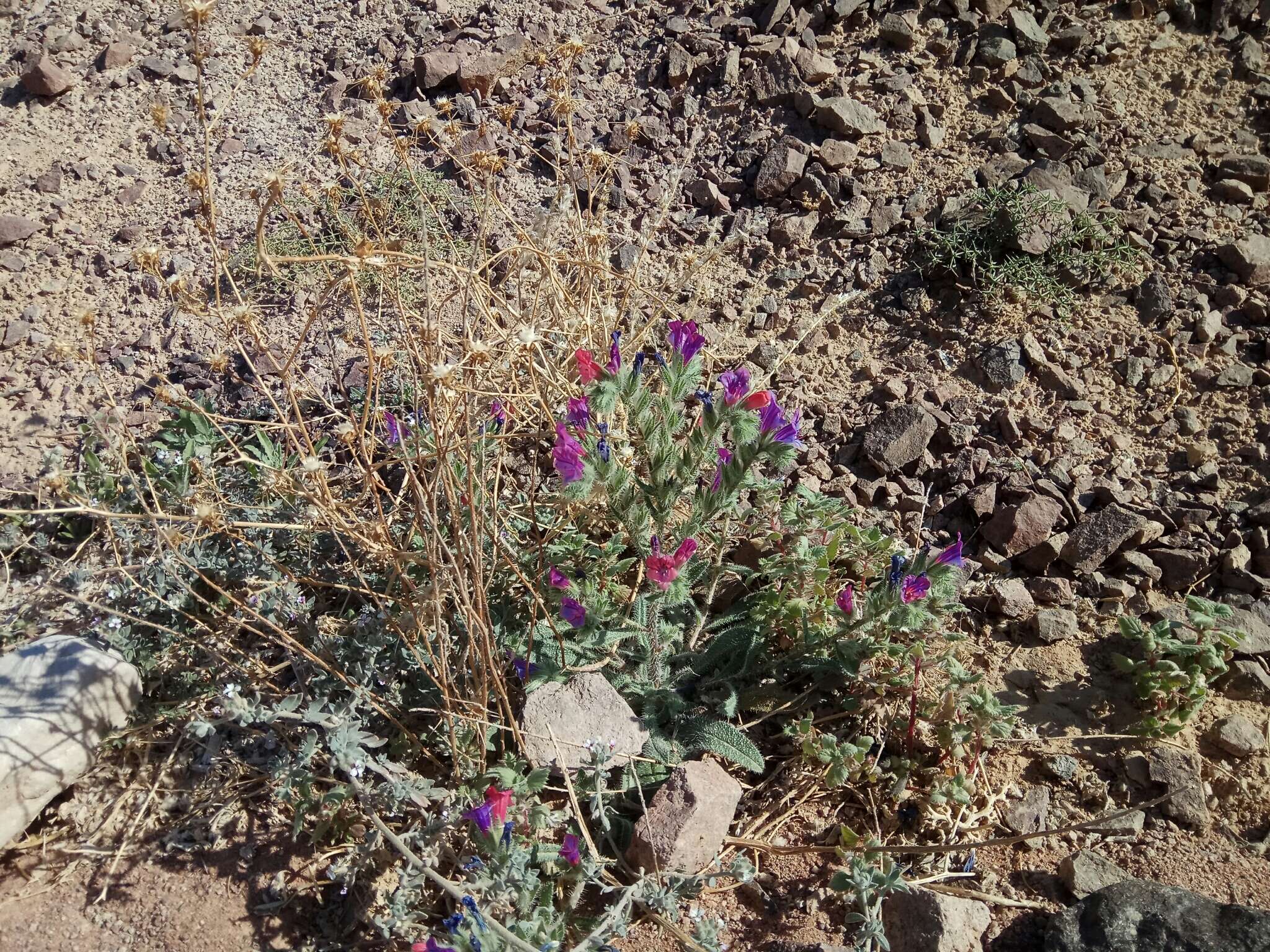 Image of Echium rauwolfii Del.