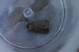 Image of mouse moth