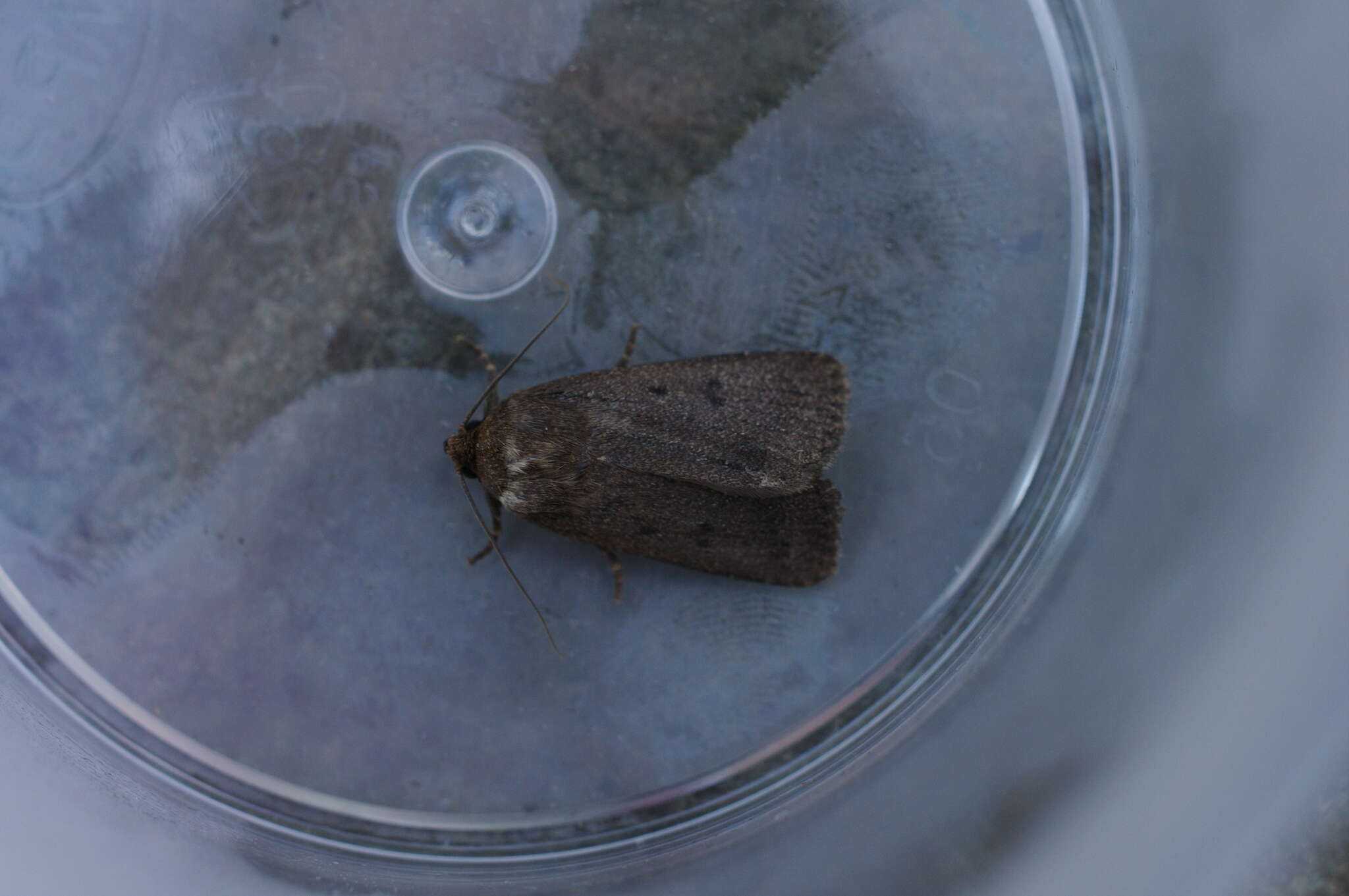 Image of mouse moth