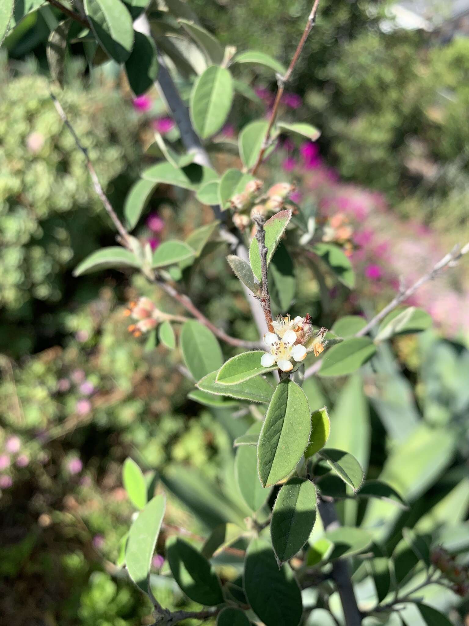 Sivun Cotoneaster pannosus Franch. kuva