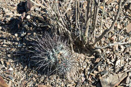 Image of Echinopsis lateritia Gürke