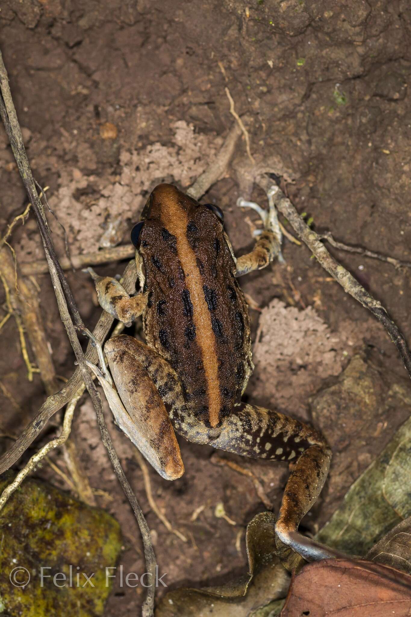 Image of Fitzinger's Robber Frog