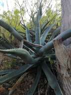 Image of Agave aurea var. aurea