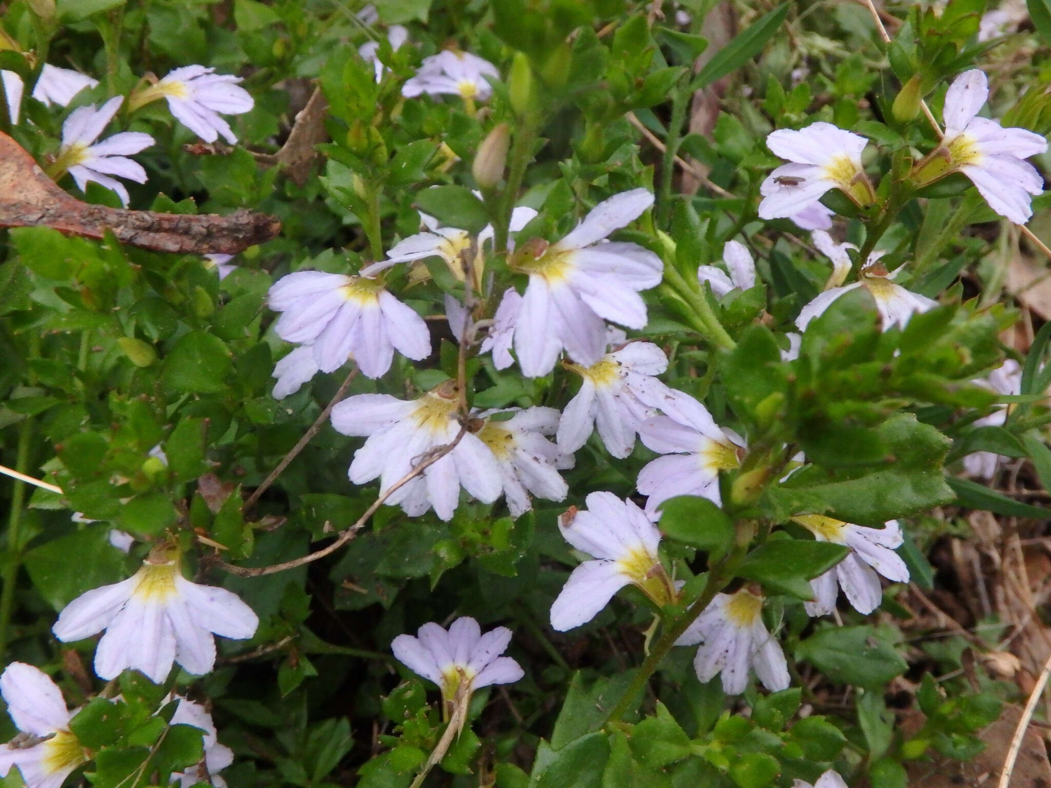 Image of Scaevola albida (Smith) Druce